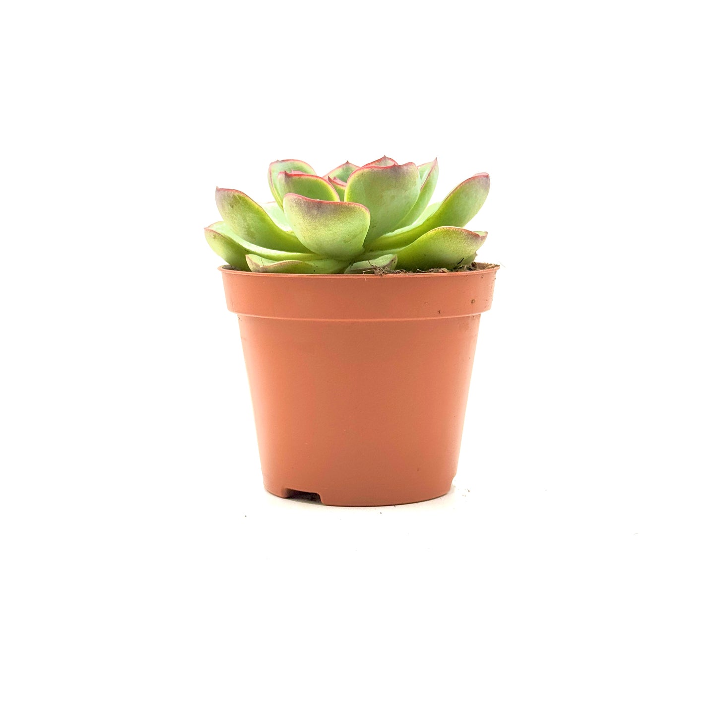 Pulido's Echeveria