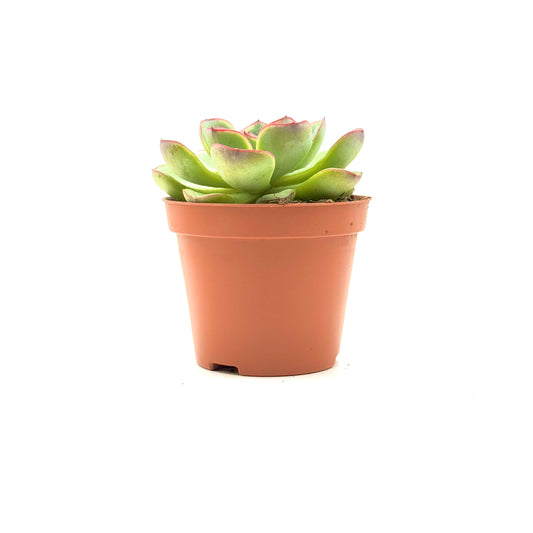 Pulido's Echeveria