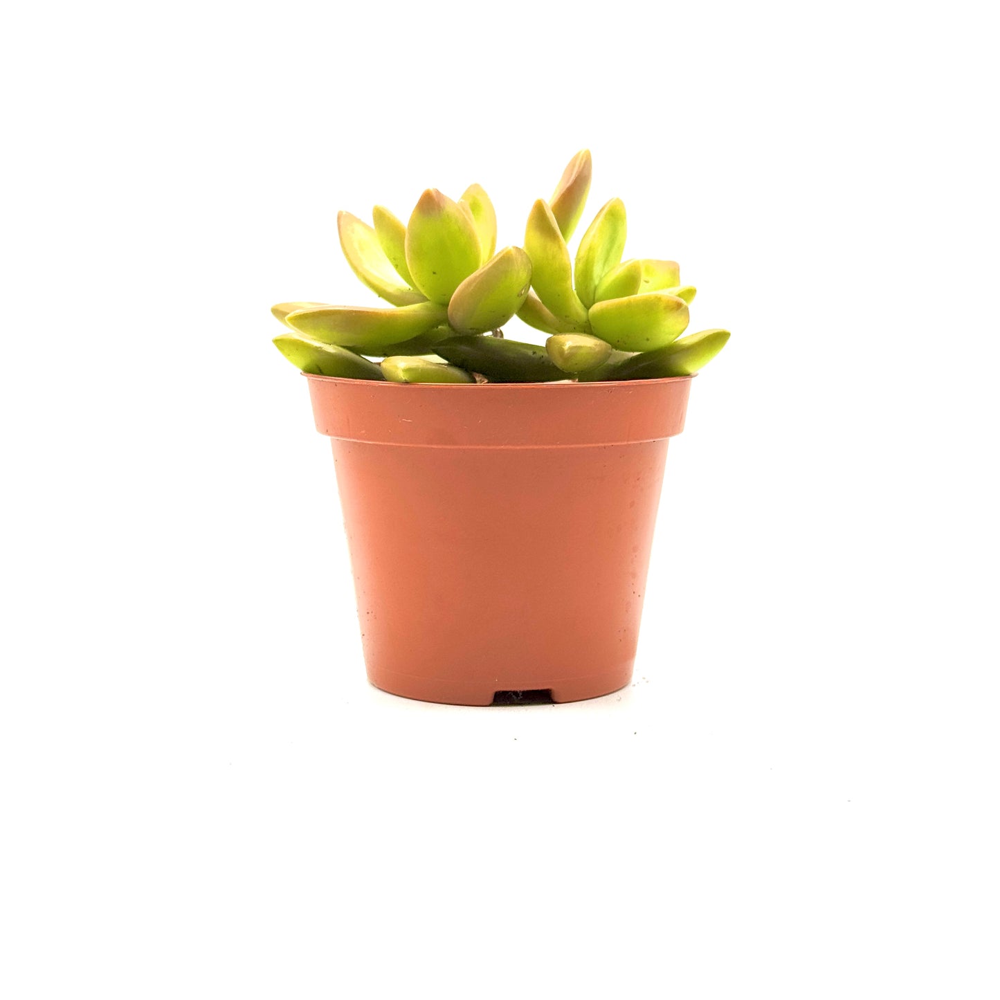 Coppertone Stonecrop