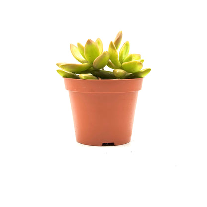 Coppertone Stonecrop