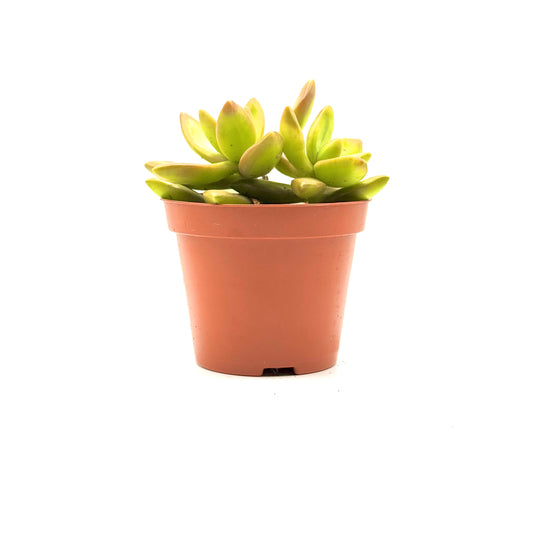 Coppertone Stonecrop