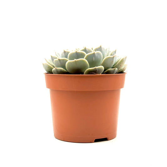 Echeveria hyalina