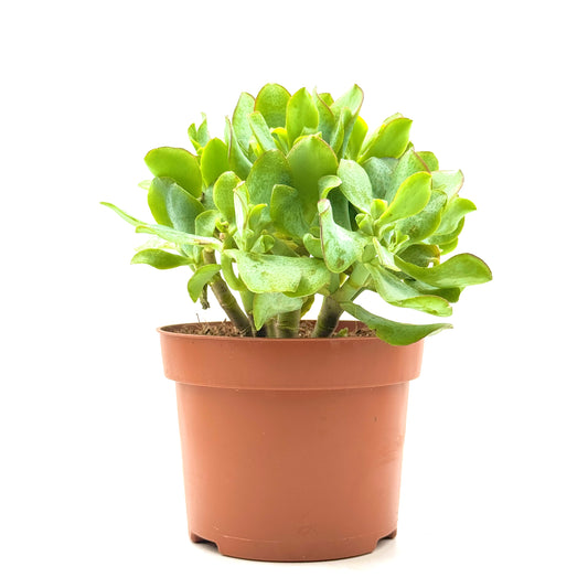 Ripple Jade