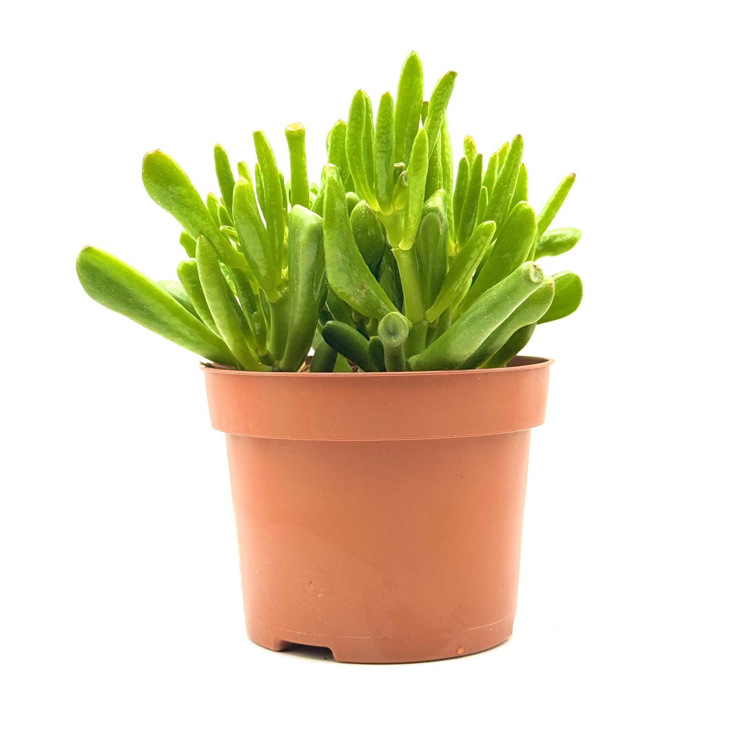 Jade Plant