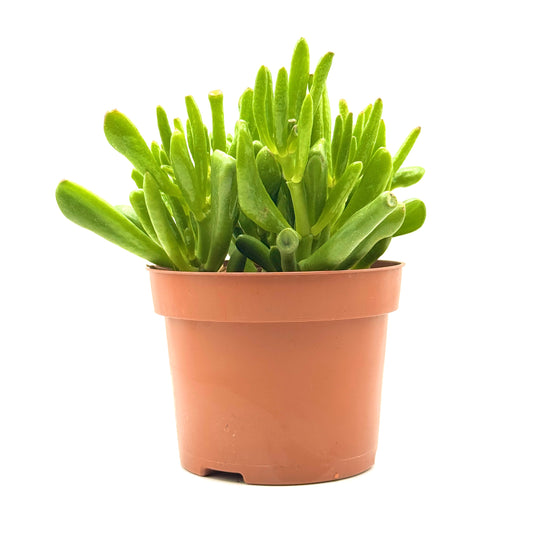 Jade Plant