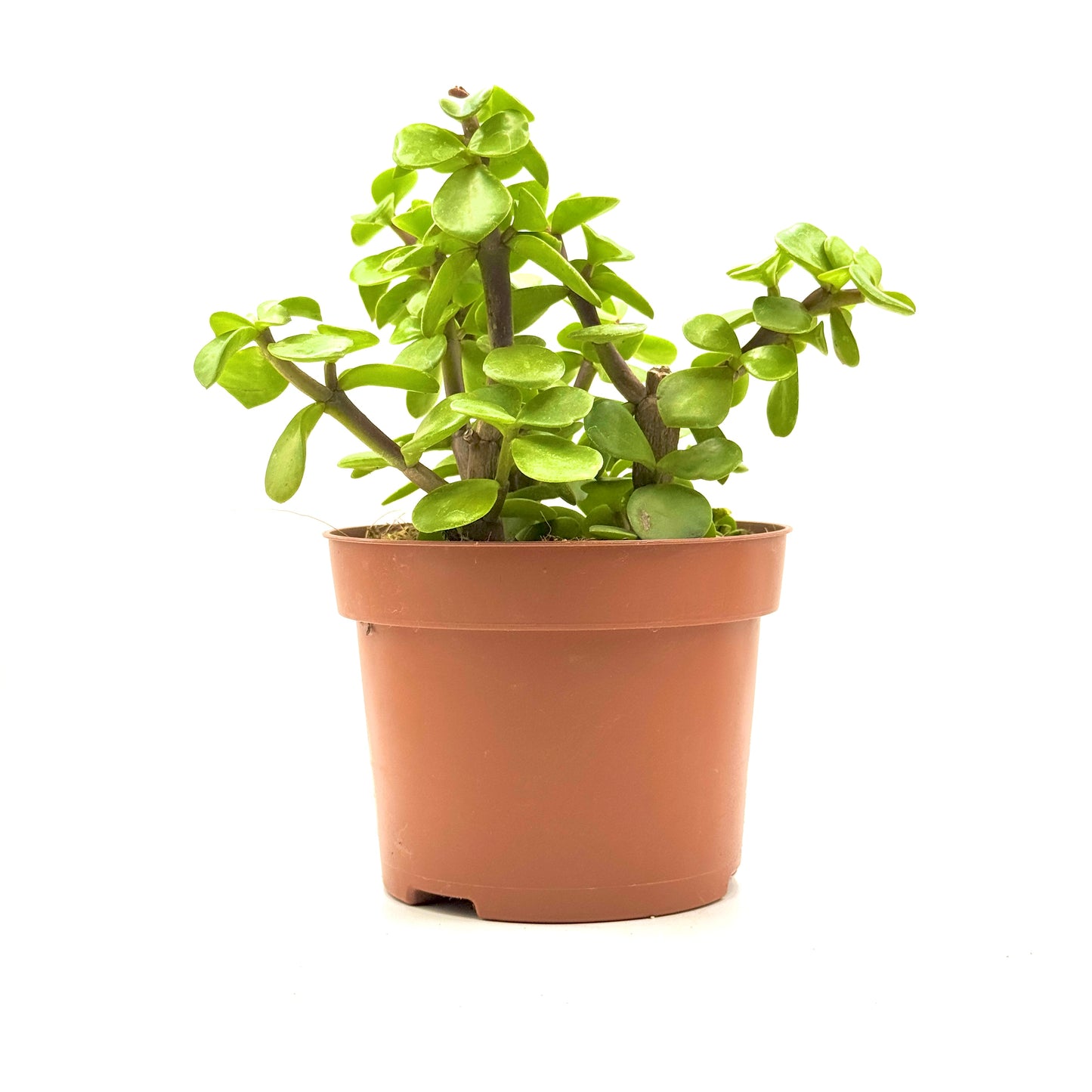 Elephant Bush