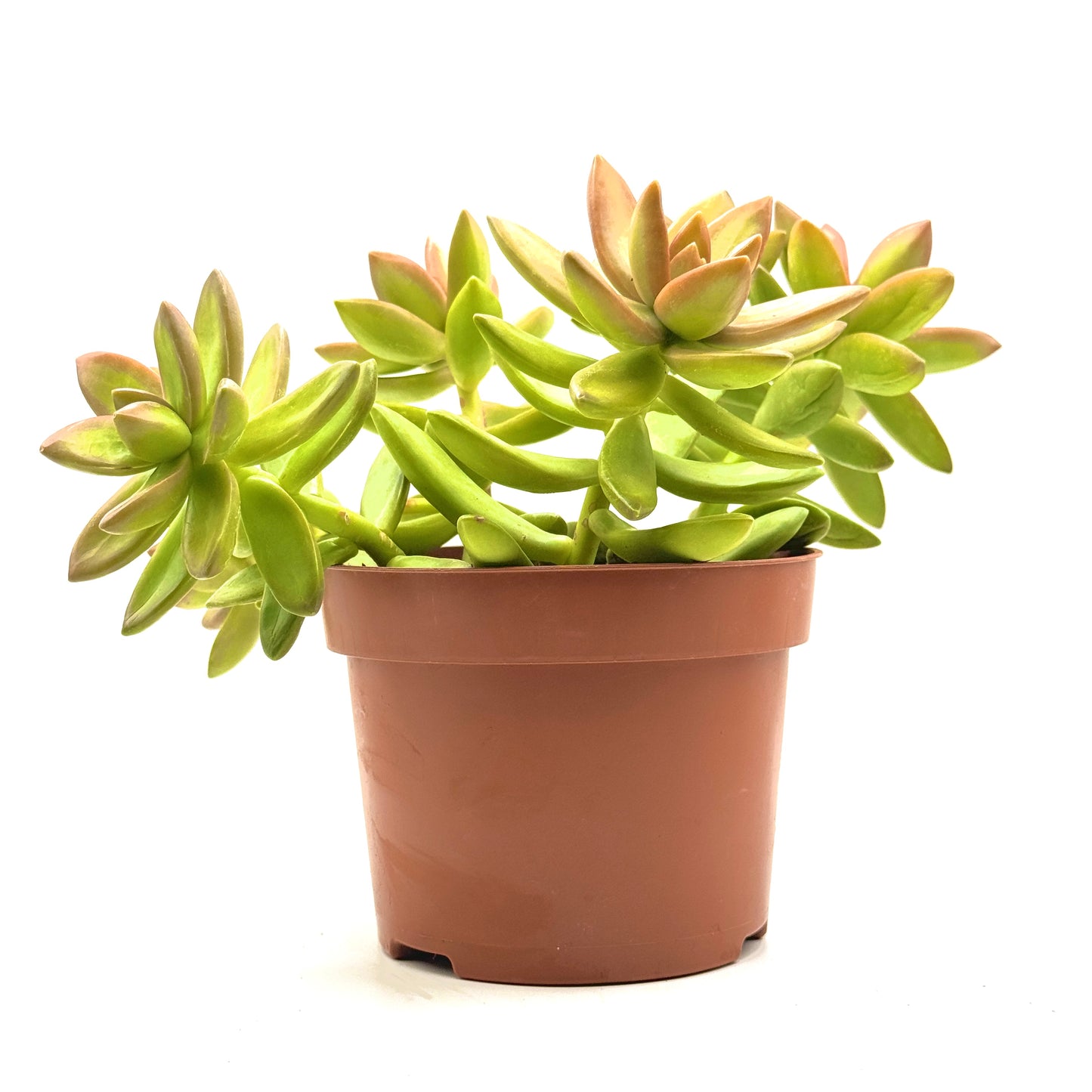 Coppertone Stonecrop