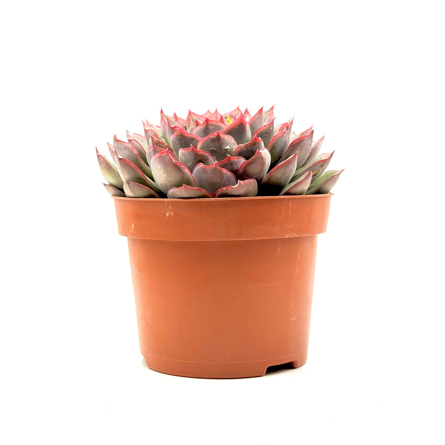 Pulido's Echeveria