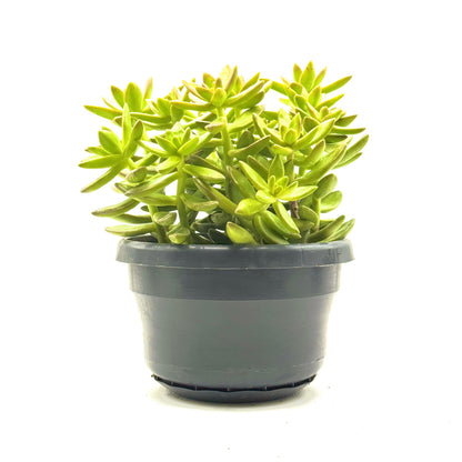 Coppertone Stonecrop