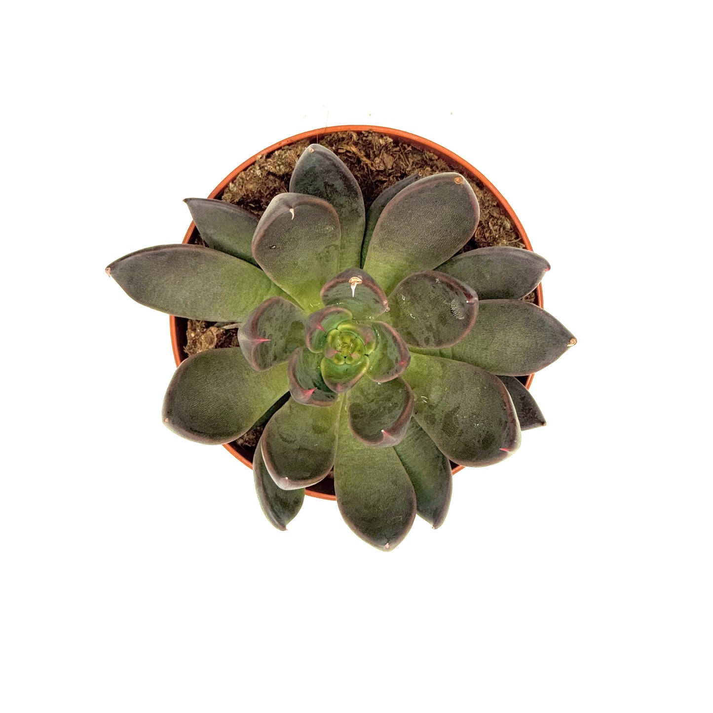 Black Prince