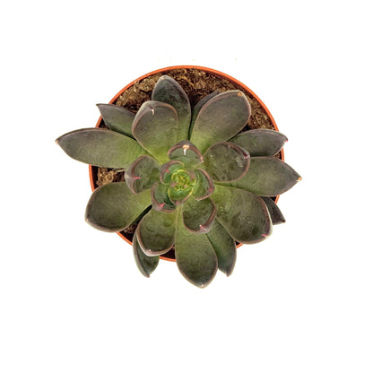 Black Prince