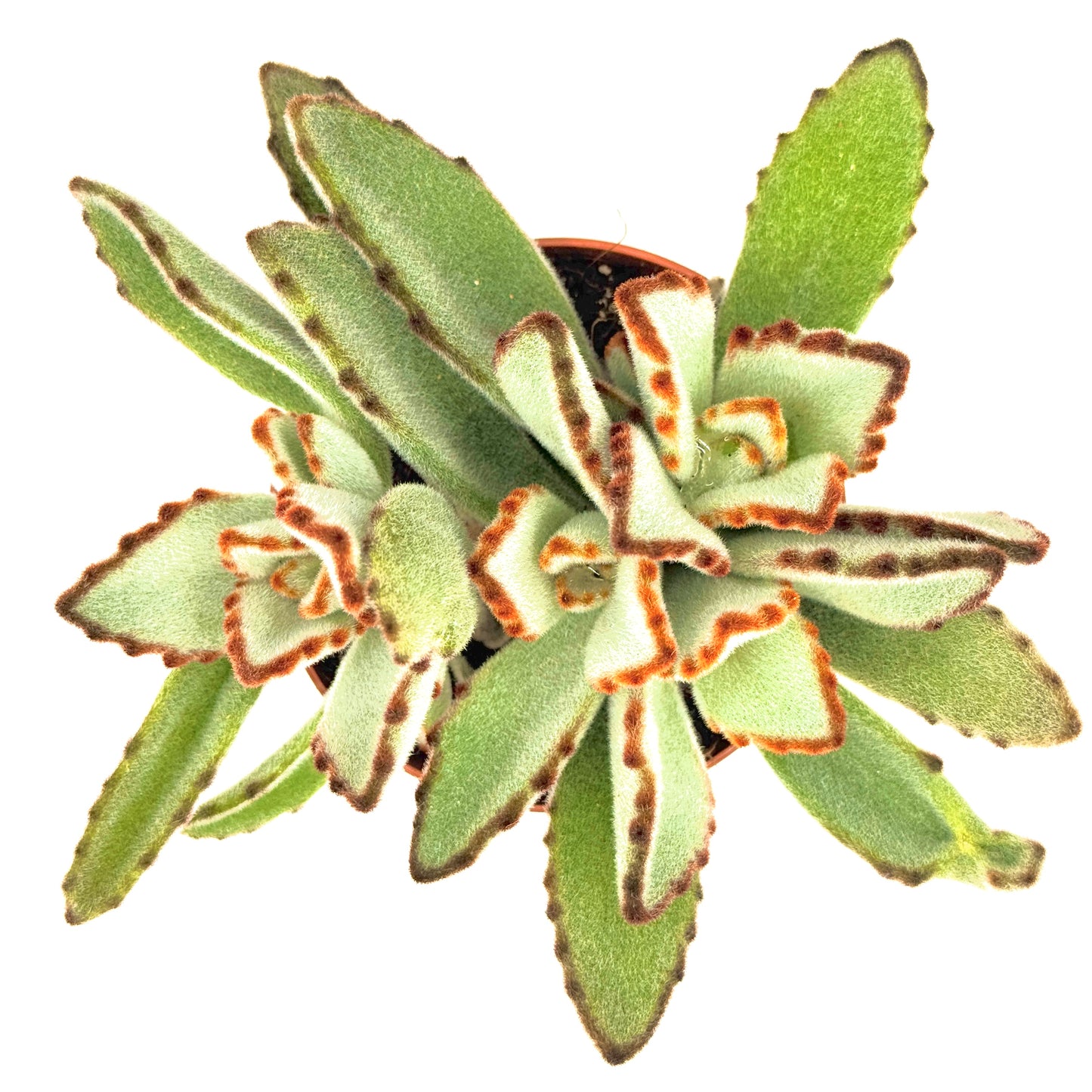 Panda Plant