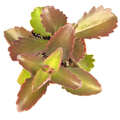 Tugela Cliff Kalanchoe