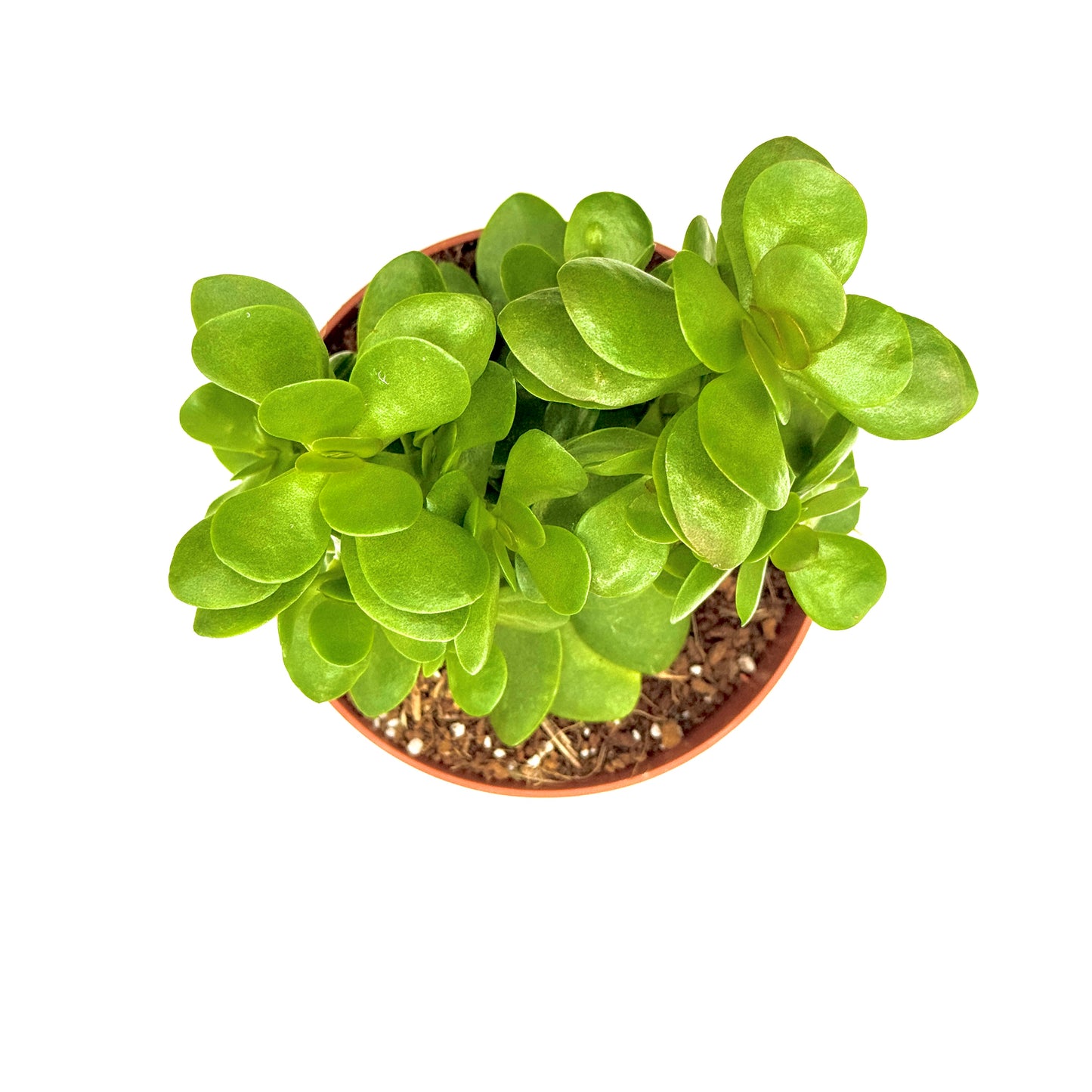 Crassula ovata