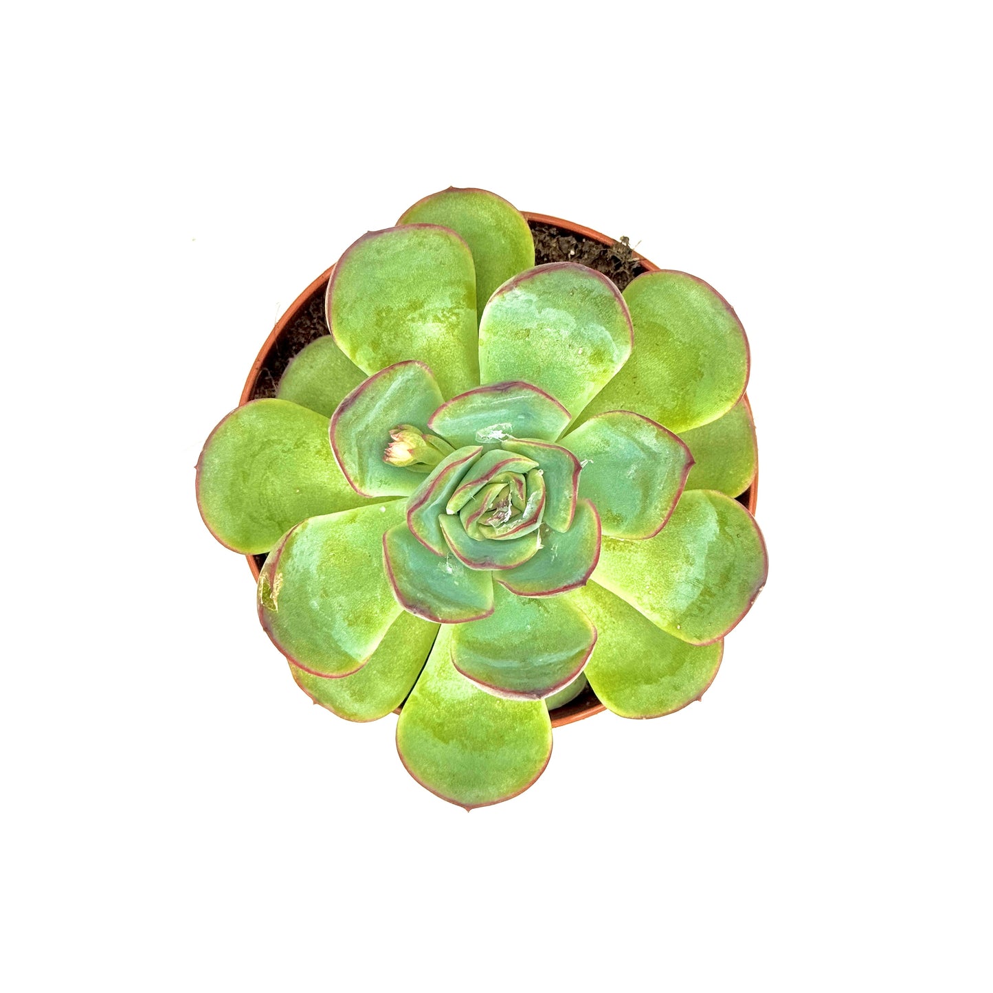 Pulido's Echeveria