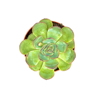 Pulido's Echeveria