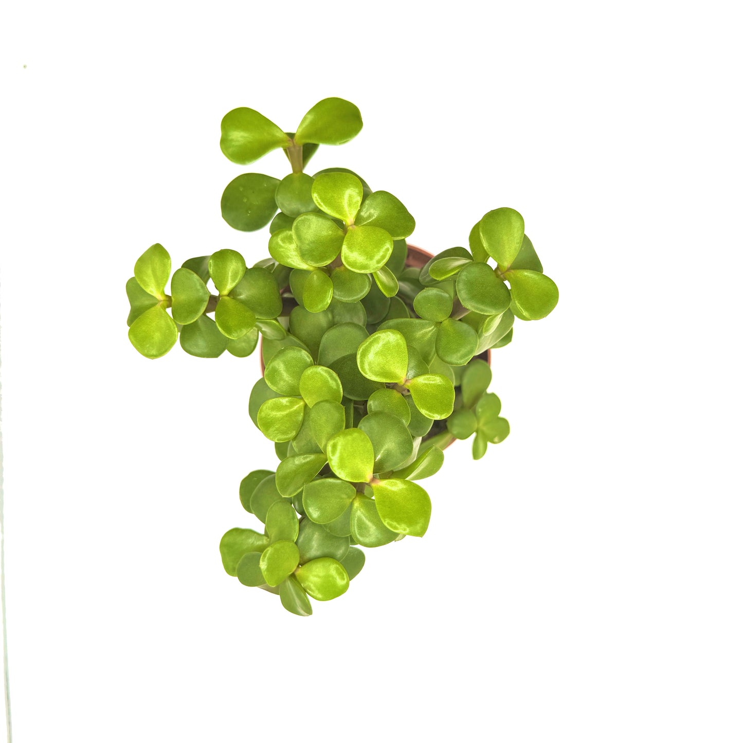 Elephant Bush
