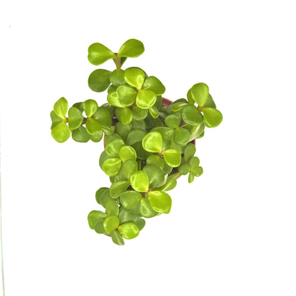 Elephant Bush