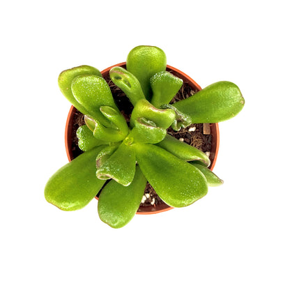 Crassula ovata