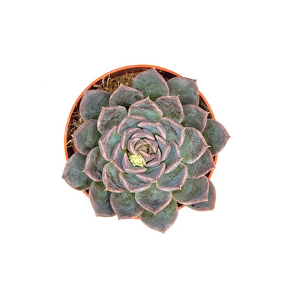 Echeveria hyalina