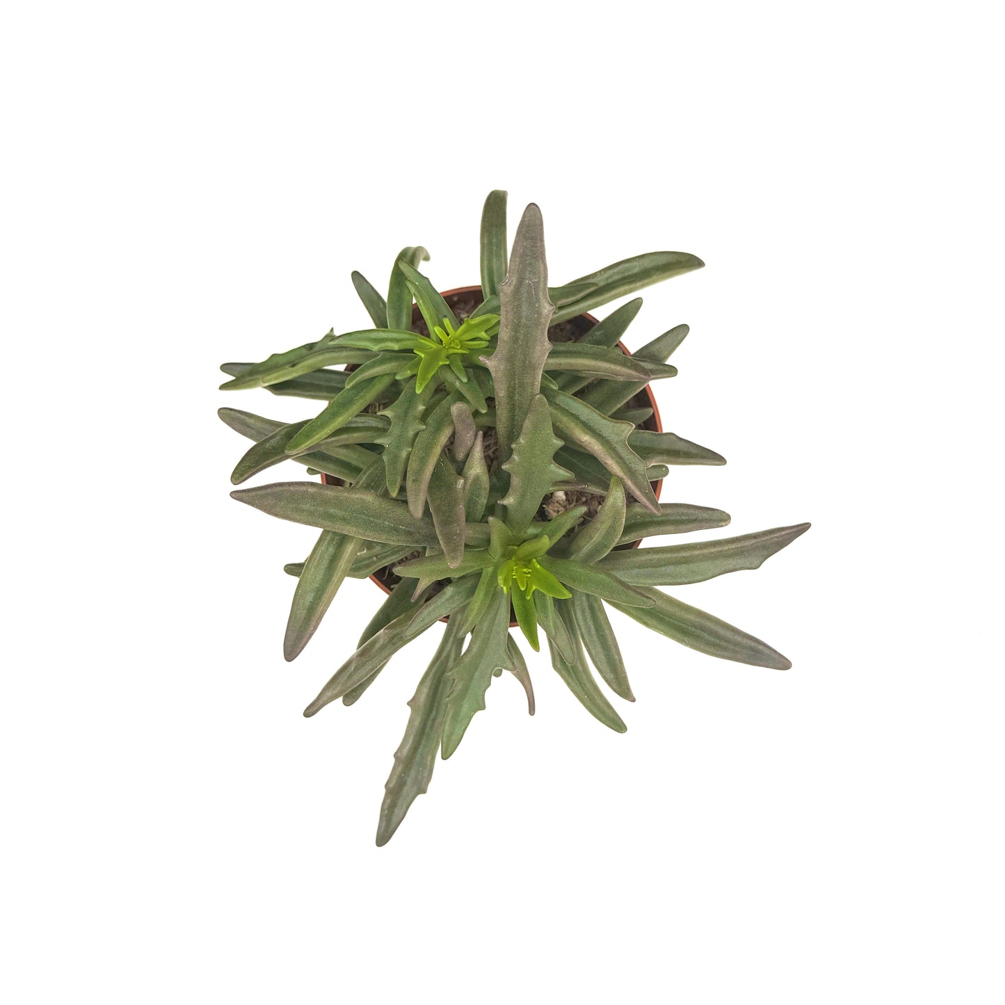 Christmas Tree Kalanchoe