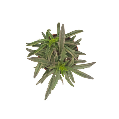 Christmas Tree Kalanchoe