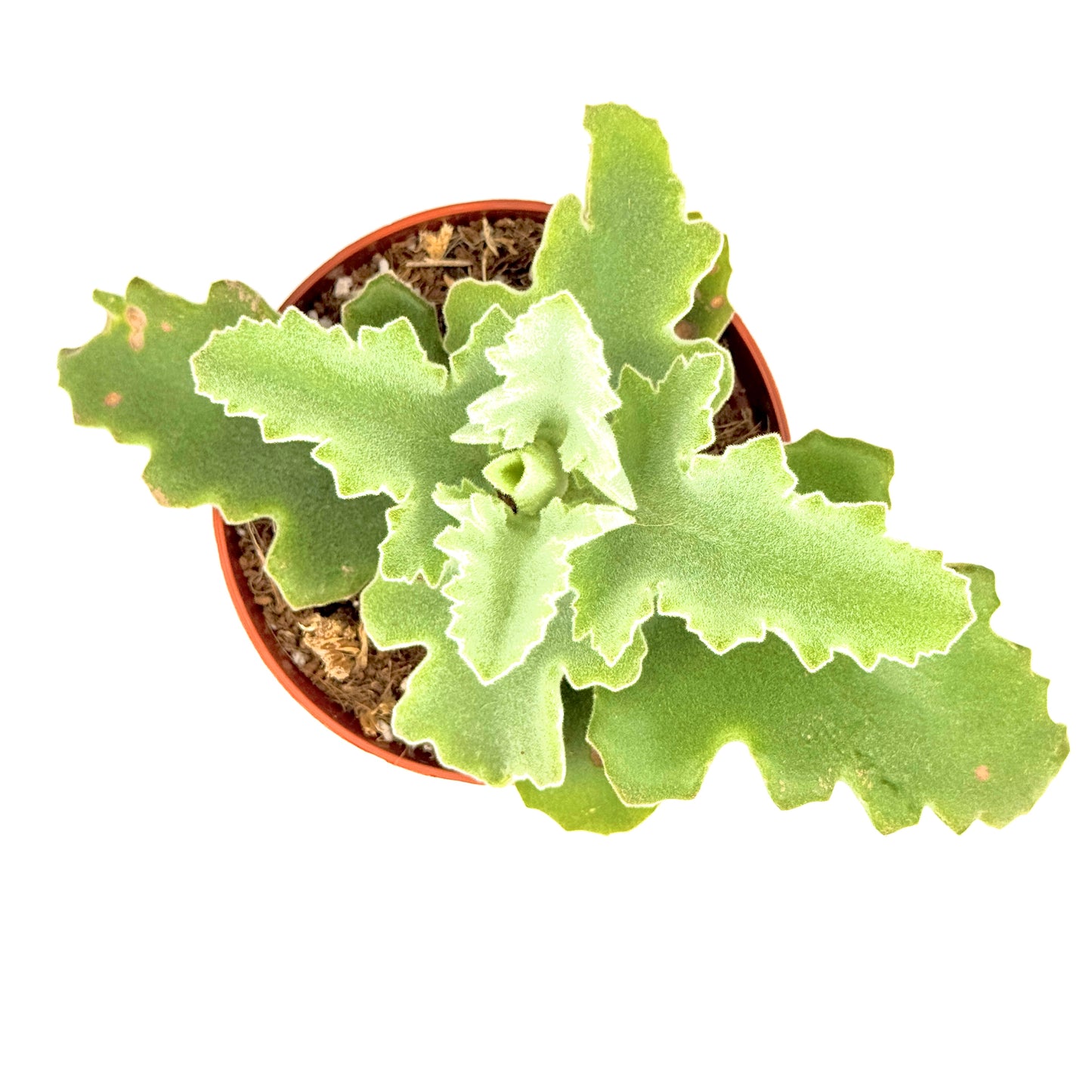Donkey Ear