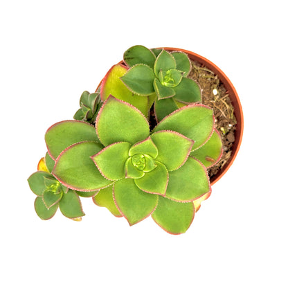 Aeonium Starburst