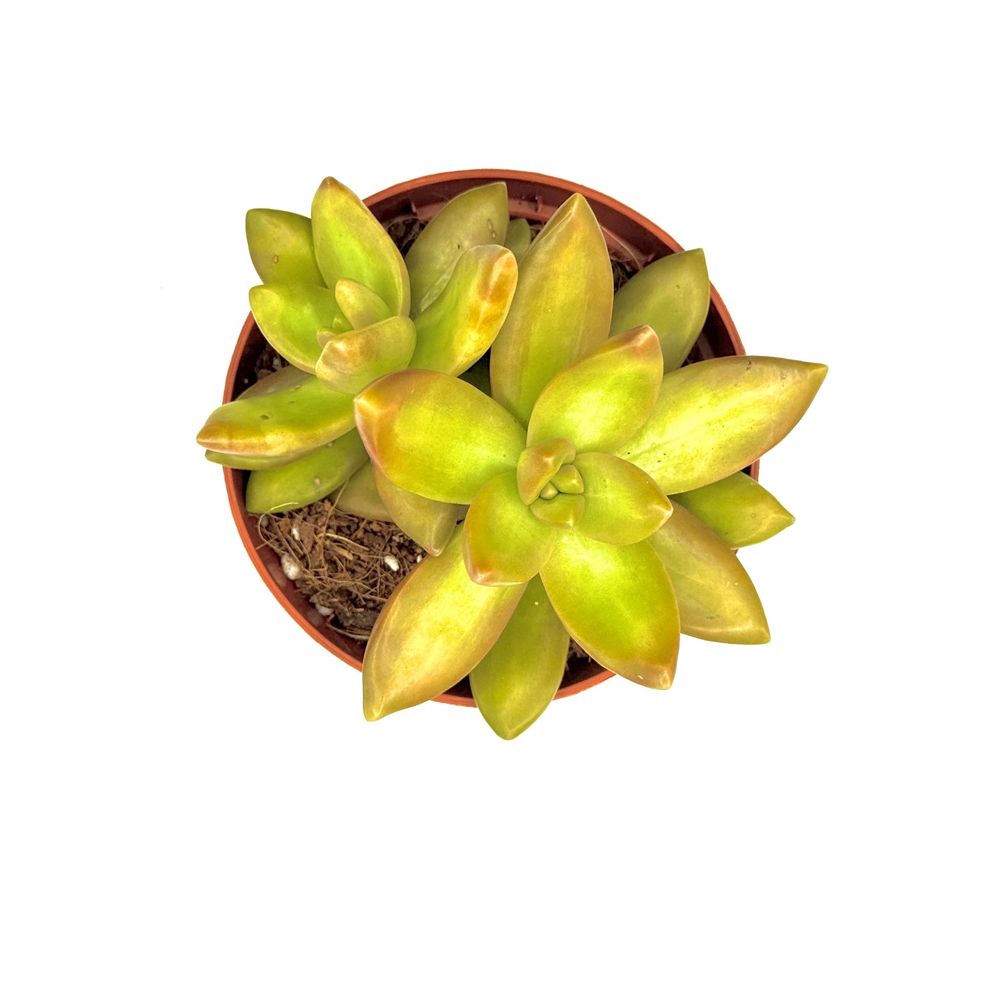 Coppertone Stonecrop