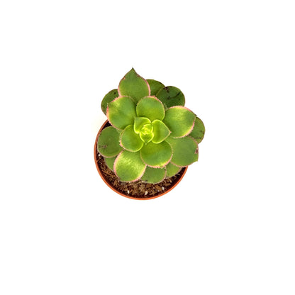 Aeonium Starburst