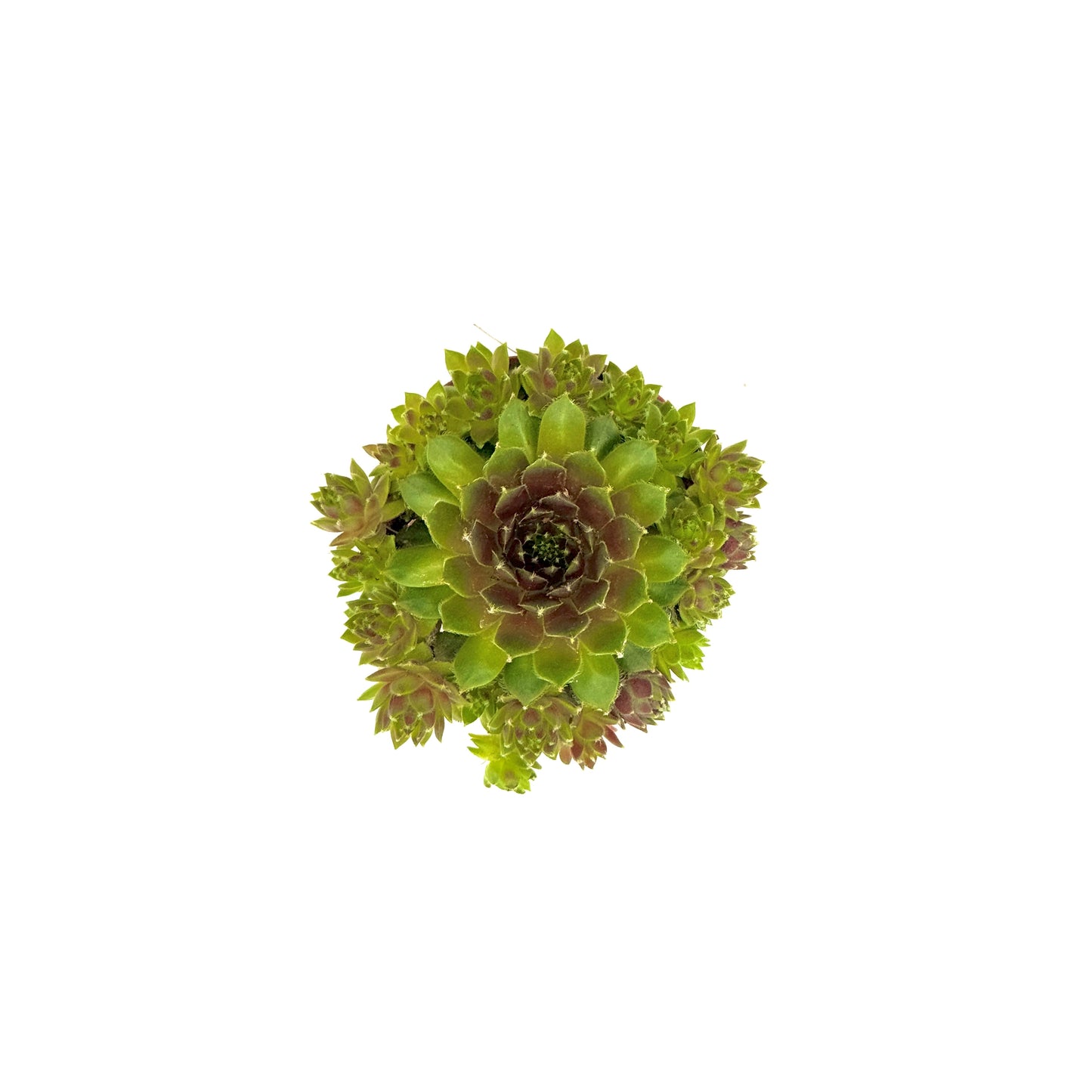 House Leek