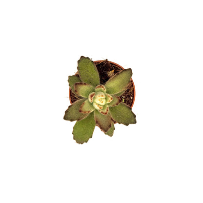 Panda Plant
