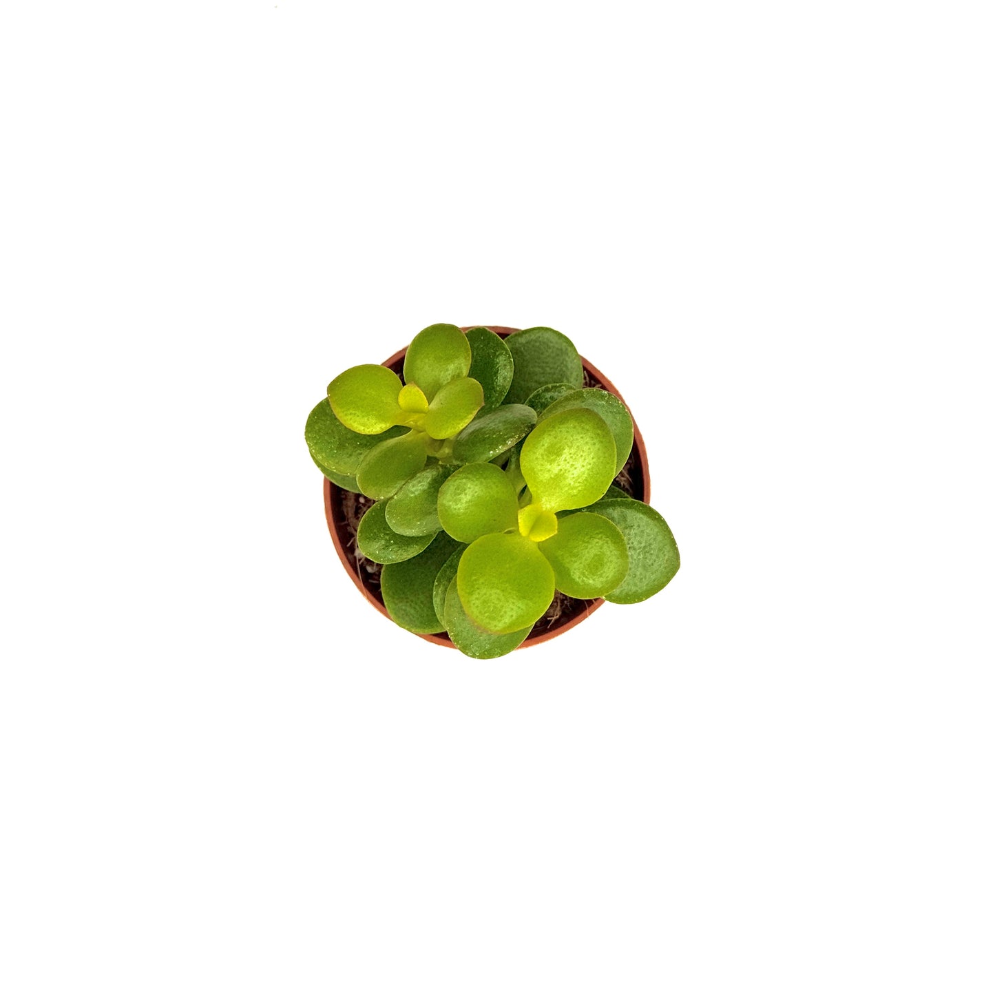 Jade Plant