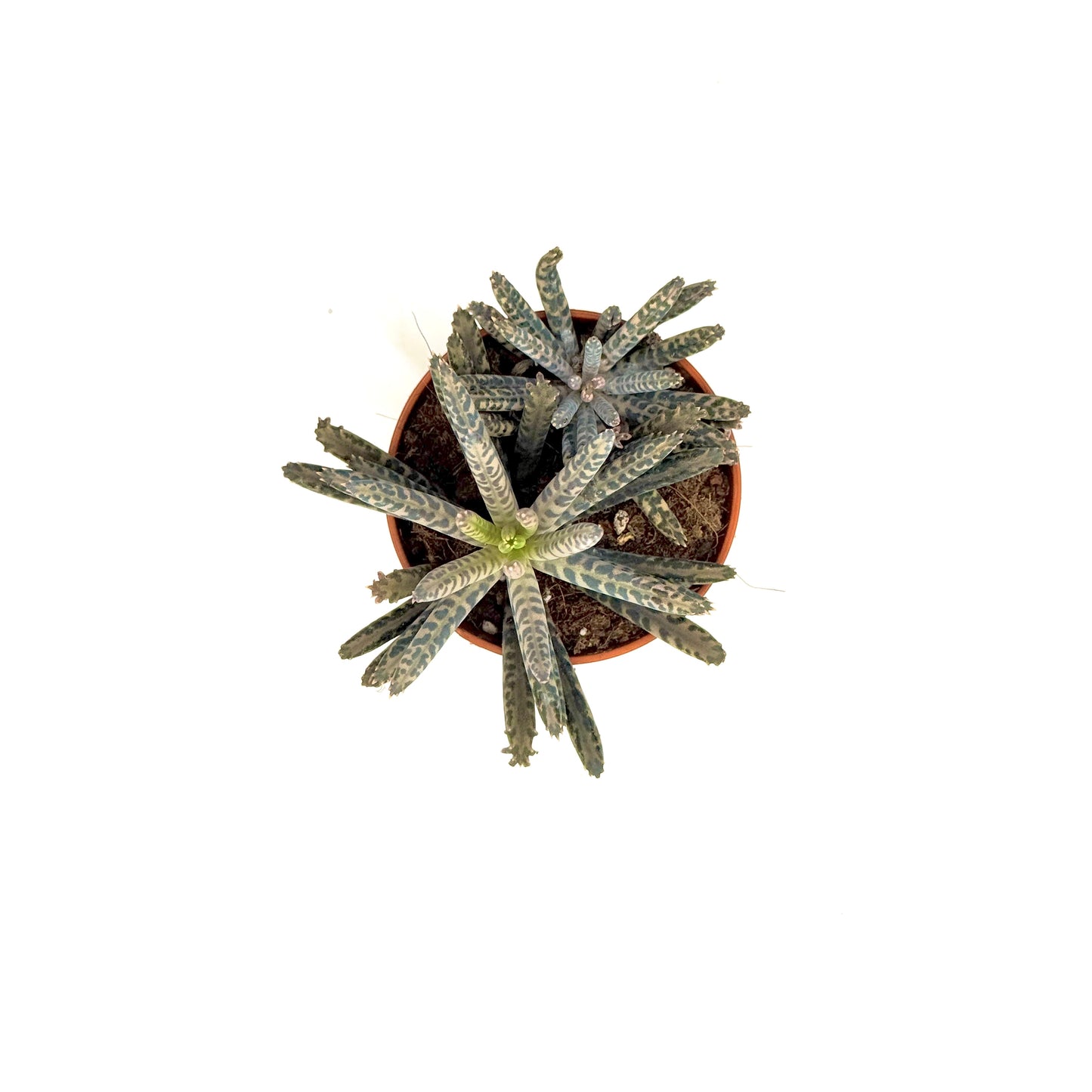 Chandelier plant