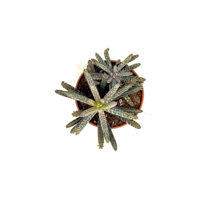 Chandelier plant