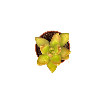 Coppertone Stonecrop