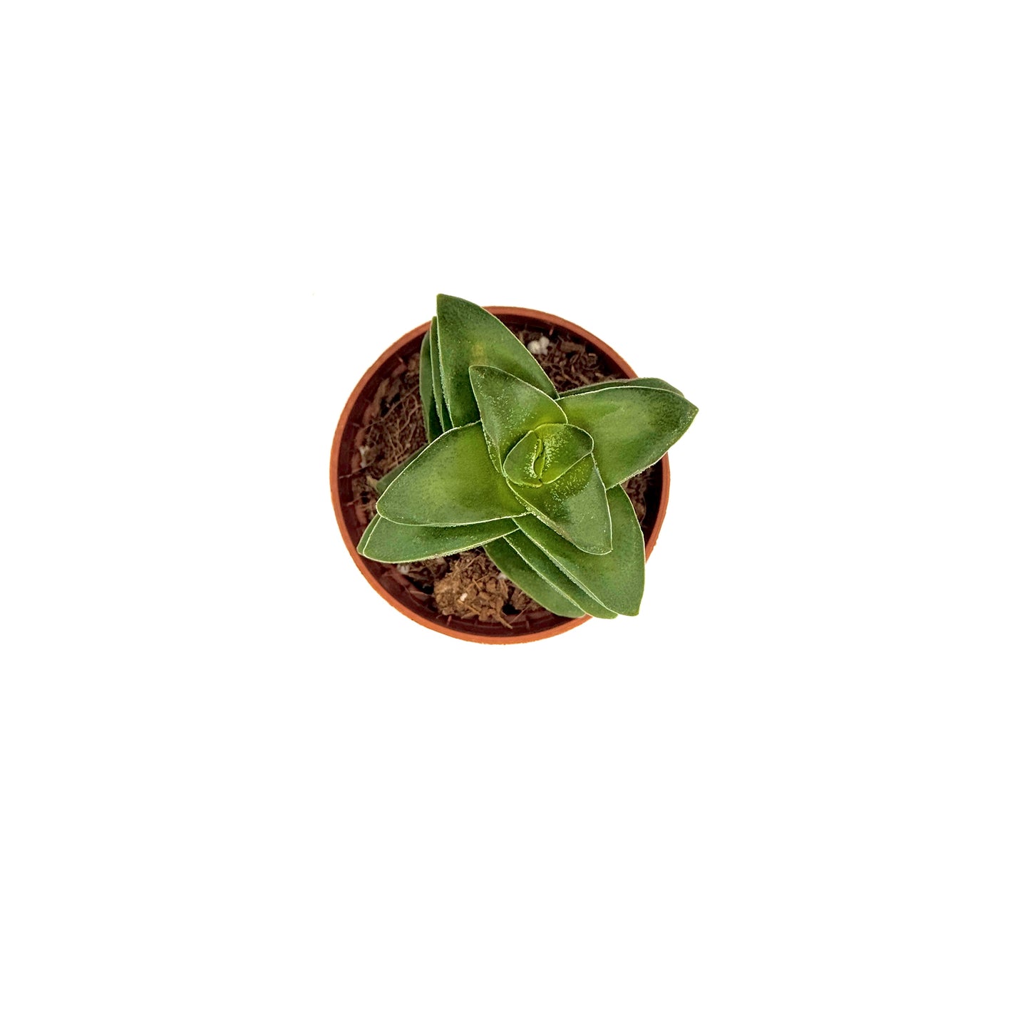 Krysna crassula