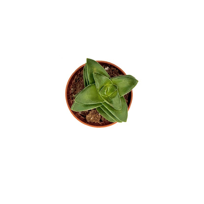 Krysna crassula