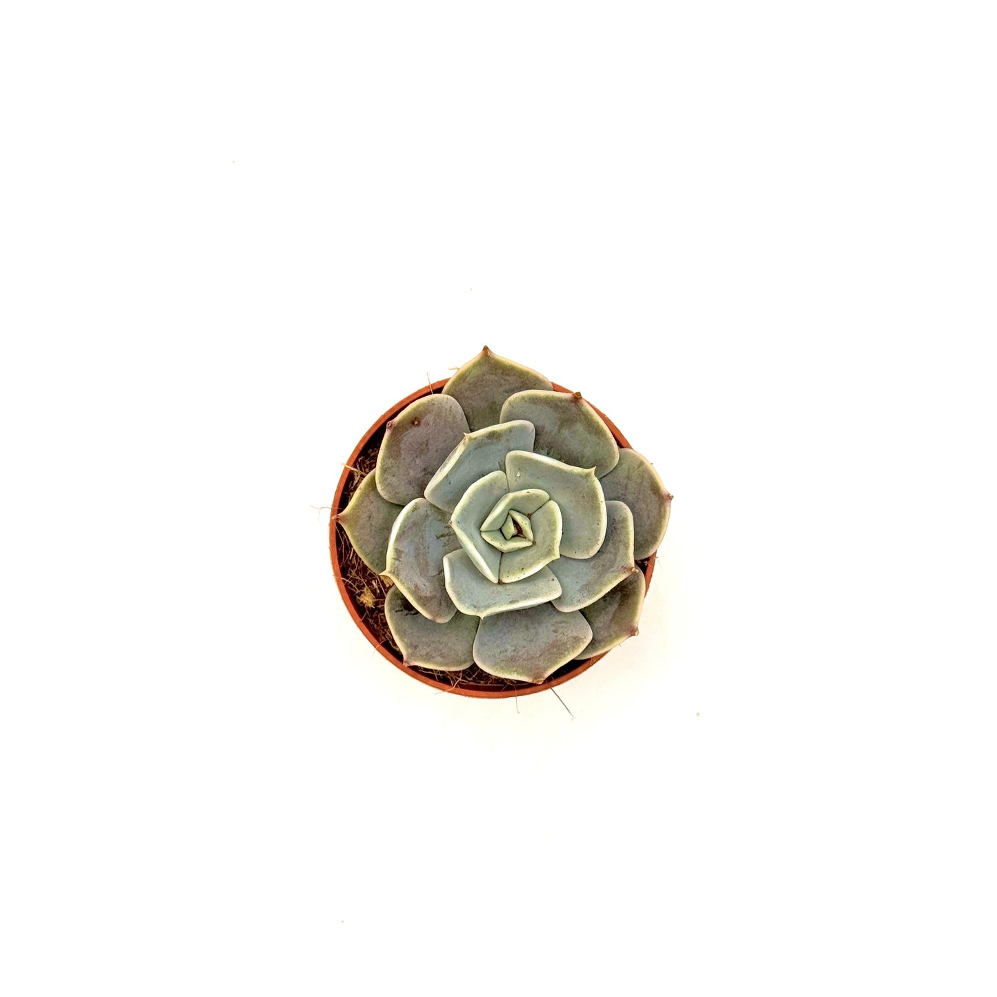 Echeveria hyalina