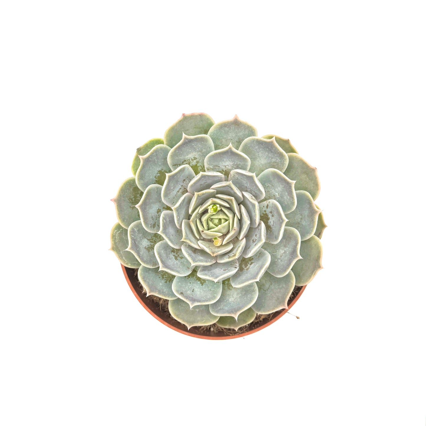 Echeveria hyalina