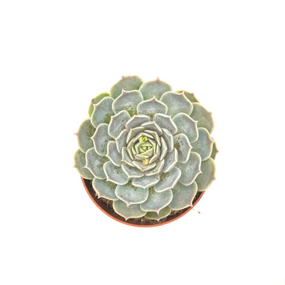 Echeveria hyalina