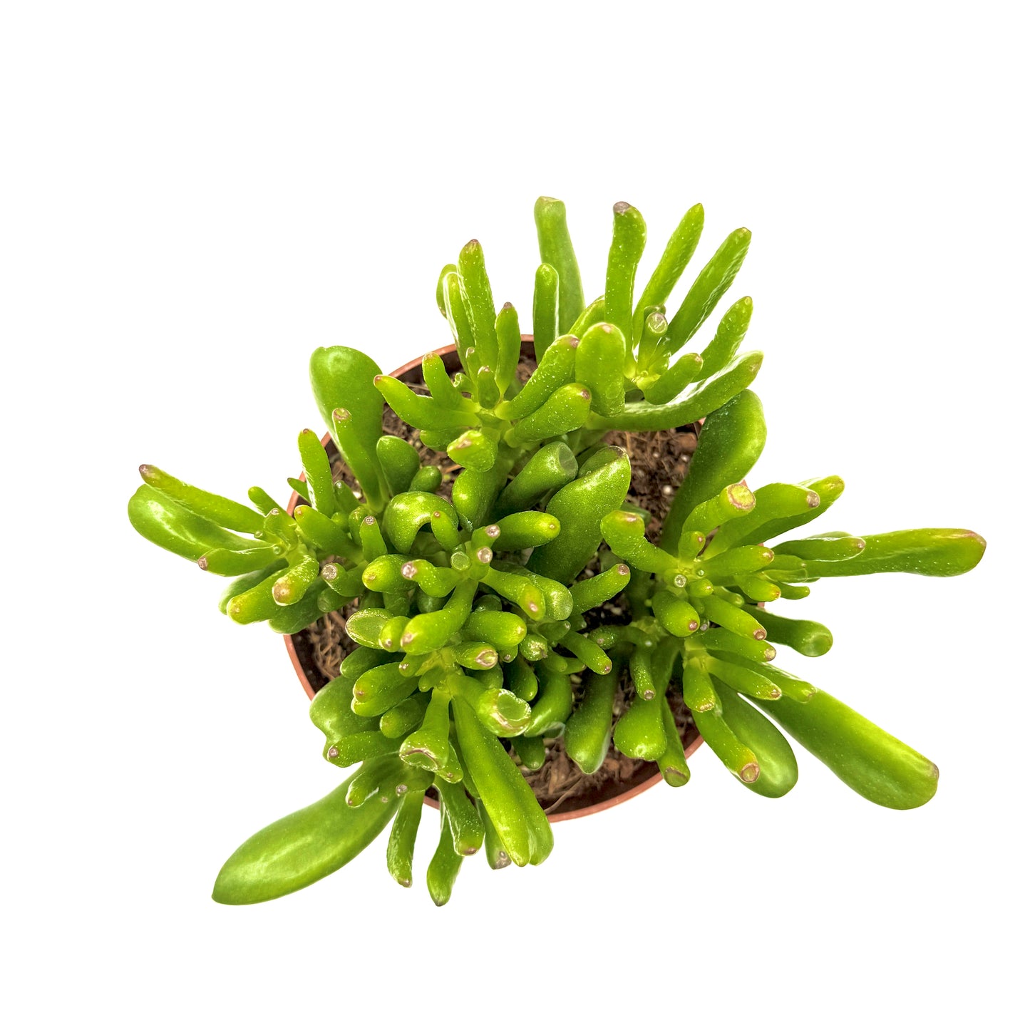 Jade Plant