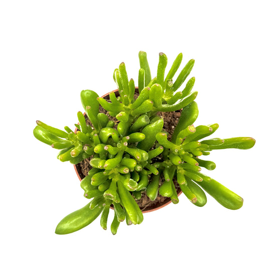 Jade Plant