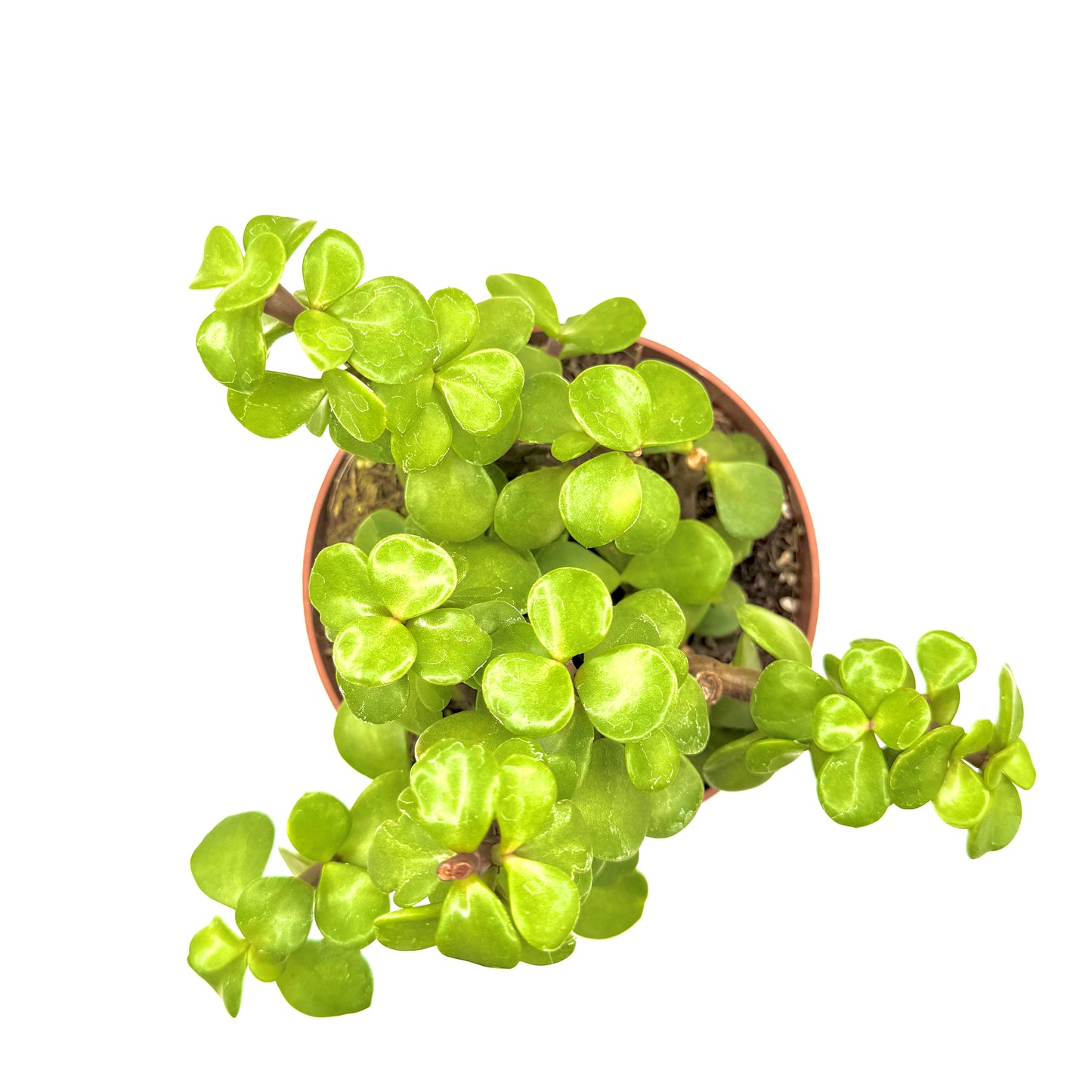 Elephant Bush