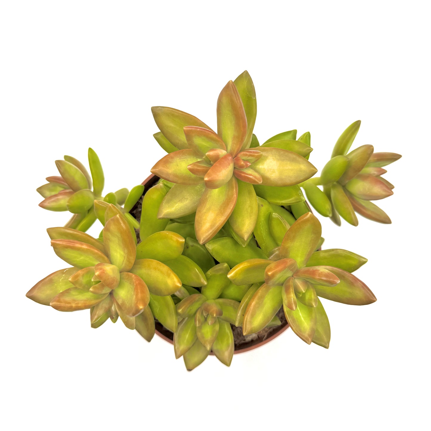Coppertone Stonecrop
