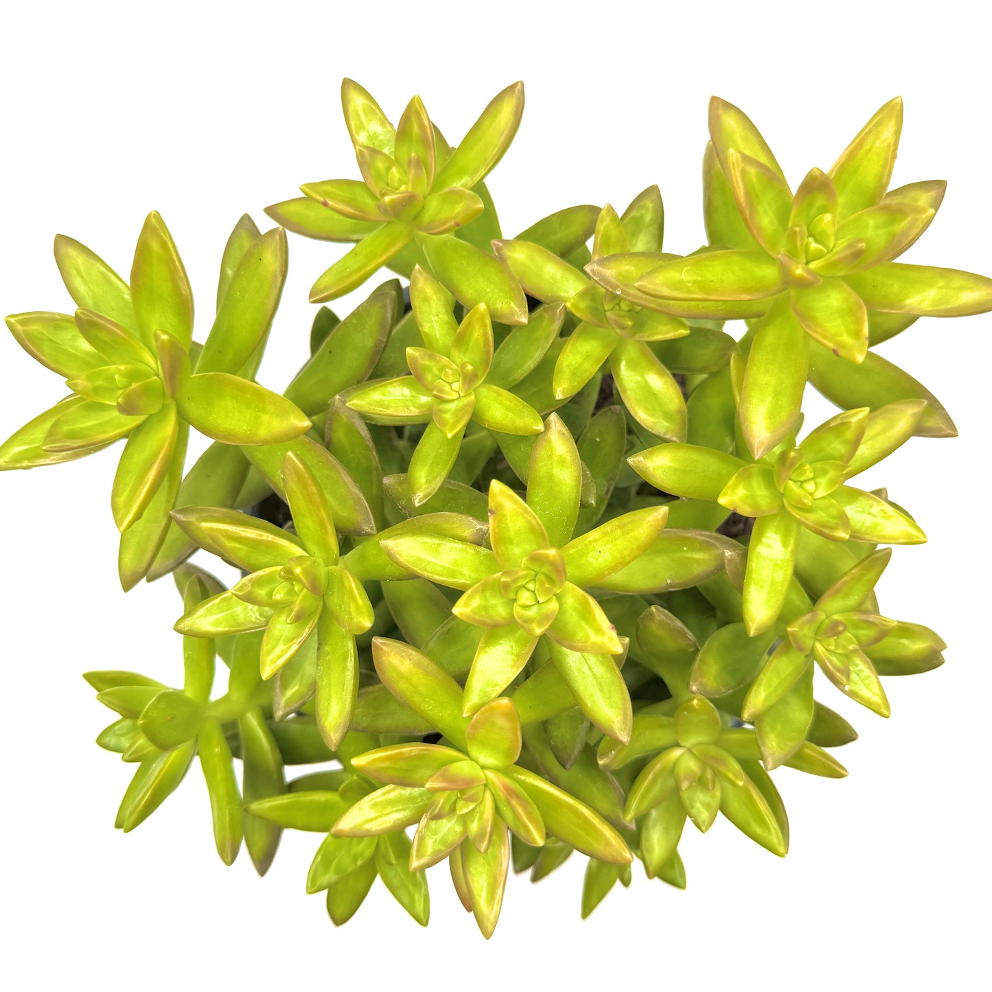 Coppertone Stonecrop