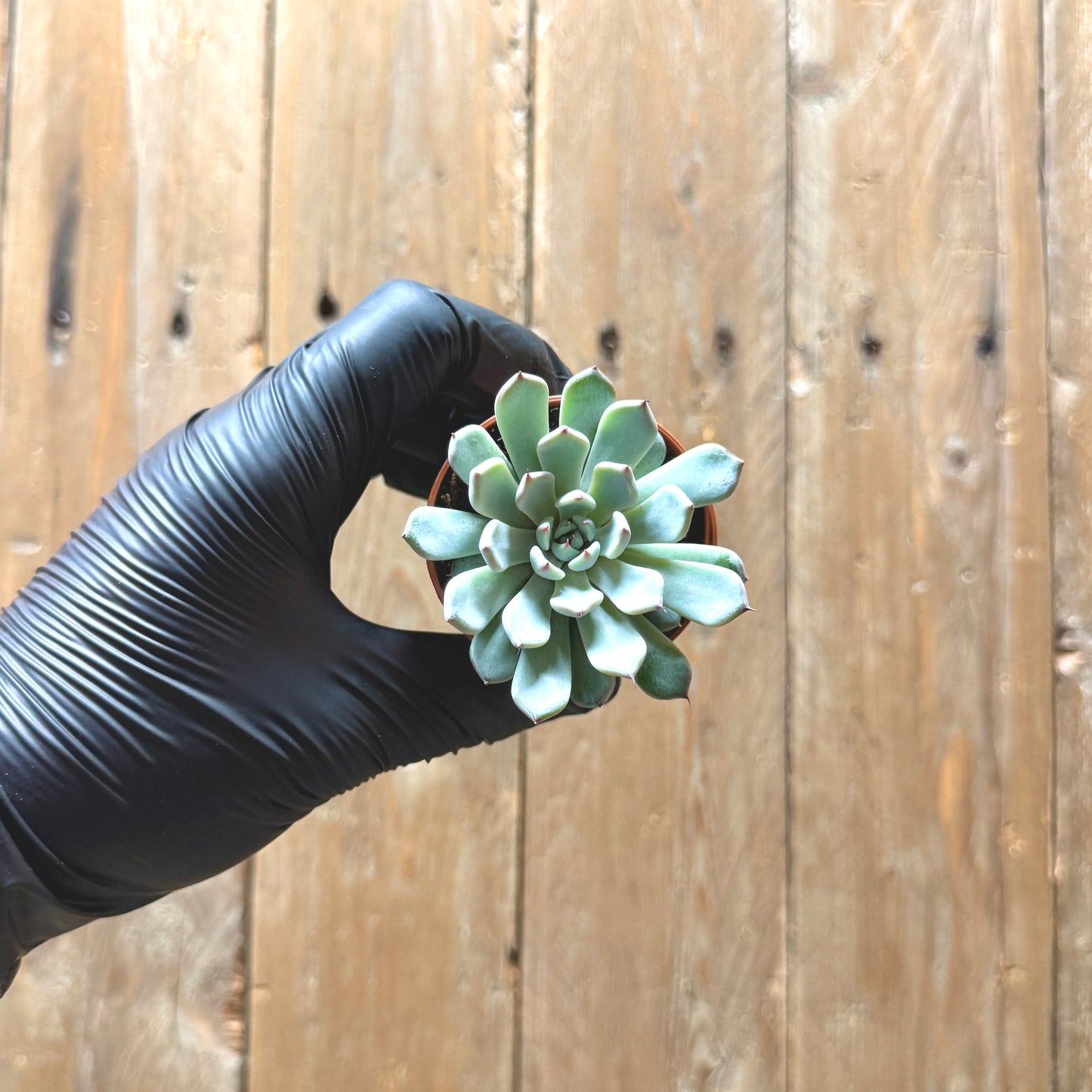 White Mexican Rose