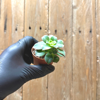 Aeonium Starburst