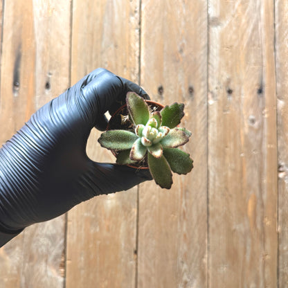 Panda Plant