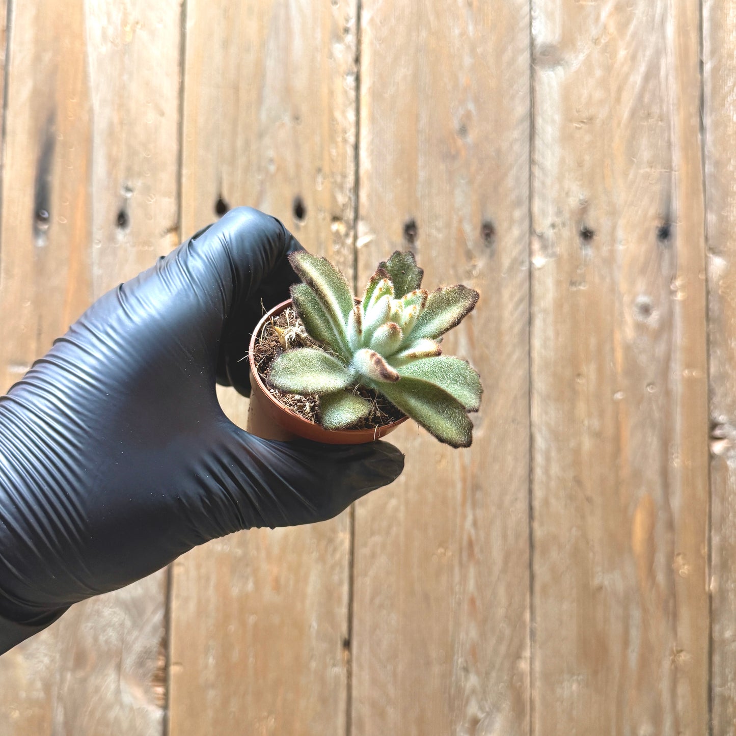 Panda Plant